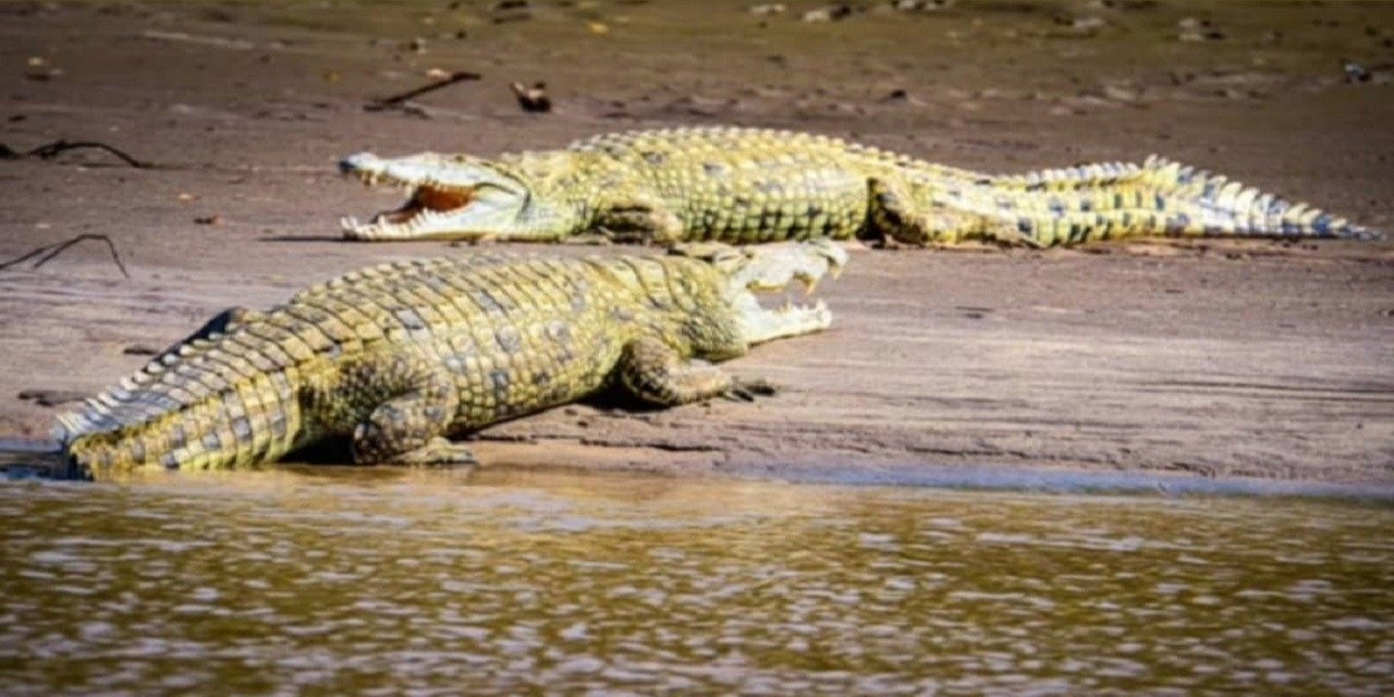 Crocodiles at Saadani National Park