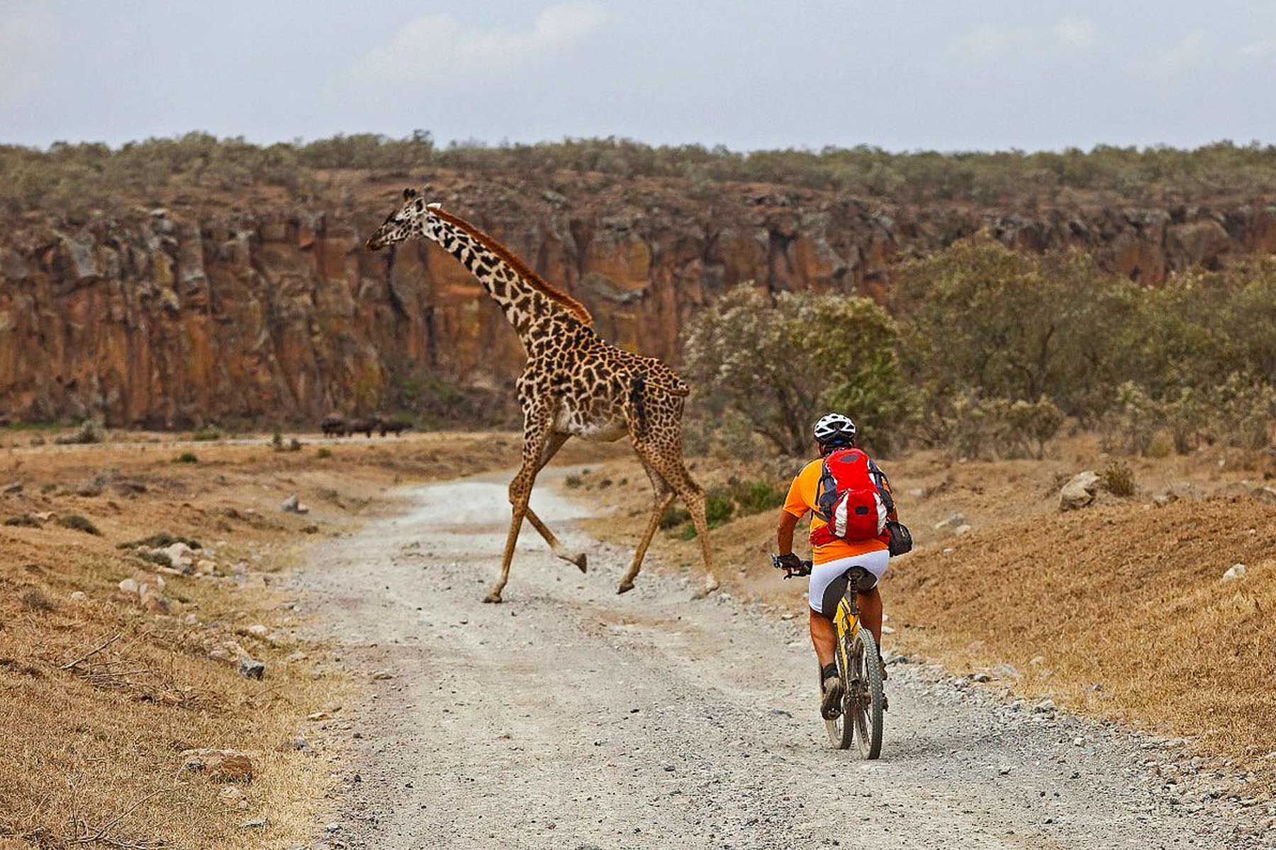 Cycling along a giraffe in Hell's Gate National Park
