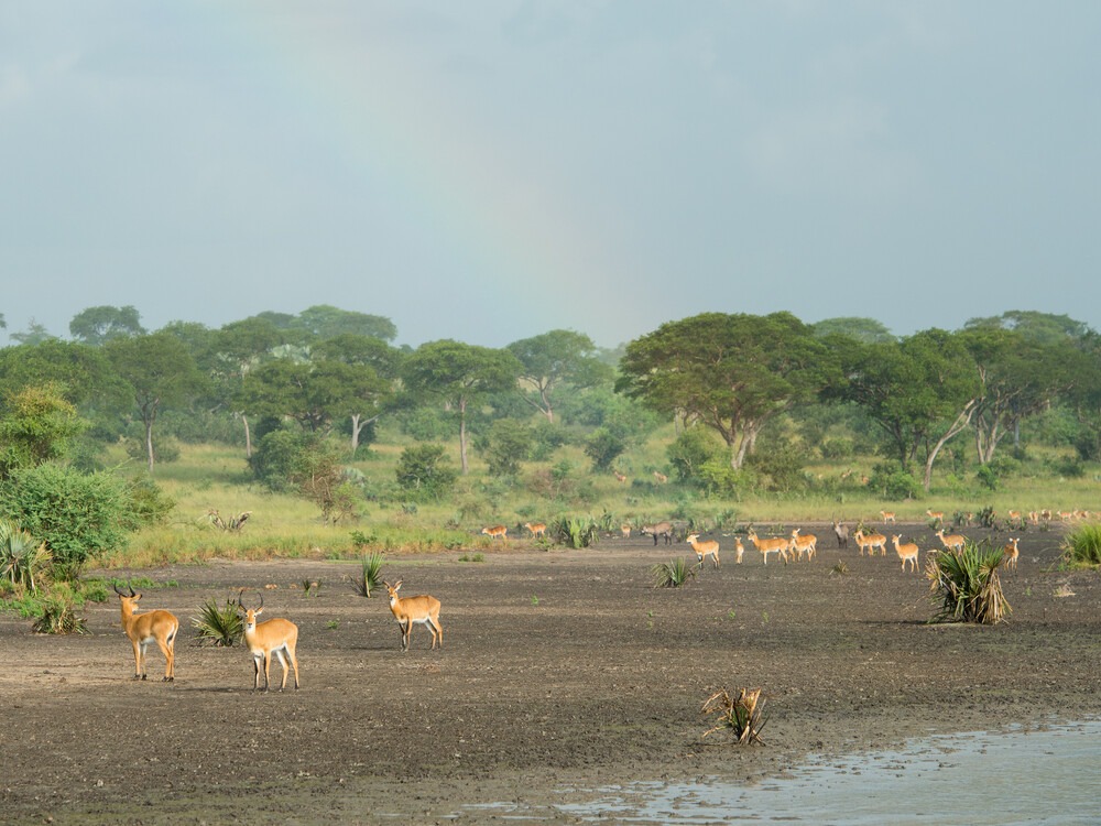 Distant view of kobs in Katavi National Park