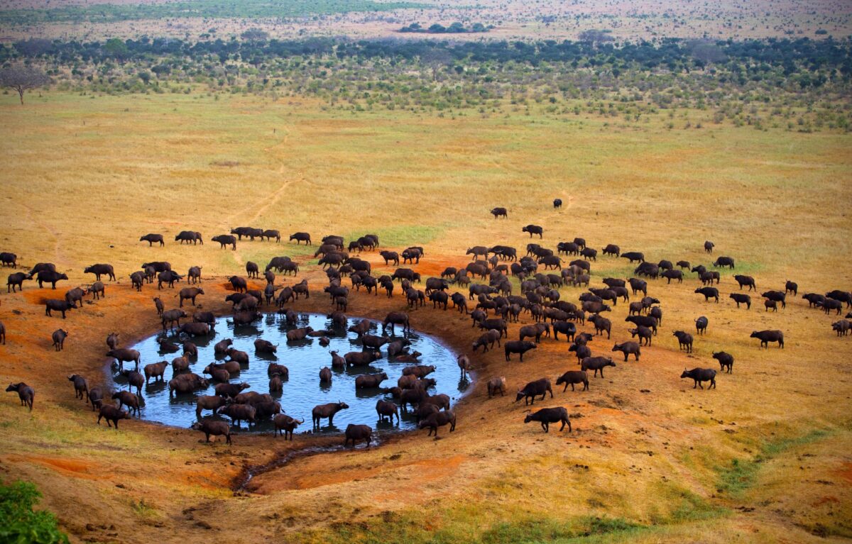 Animals drinking water at Tsavo West National Park