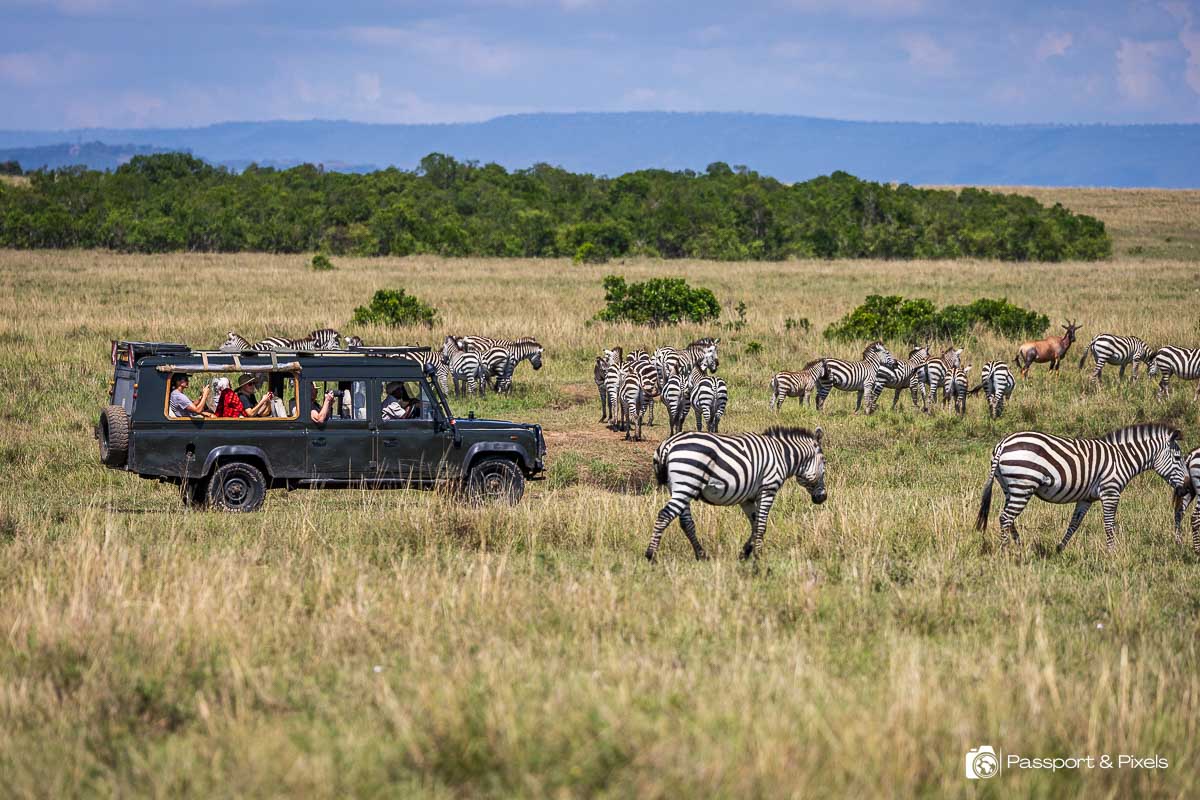 Driving vs flying on safari, watching zebras