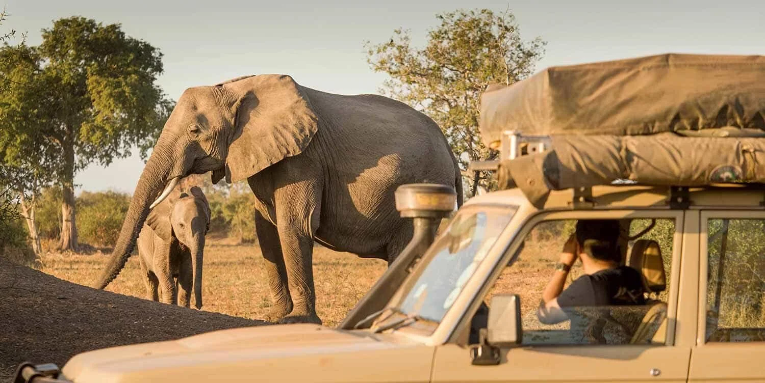 Driving vs Flying on Safari, watching elephant