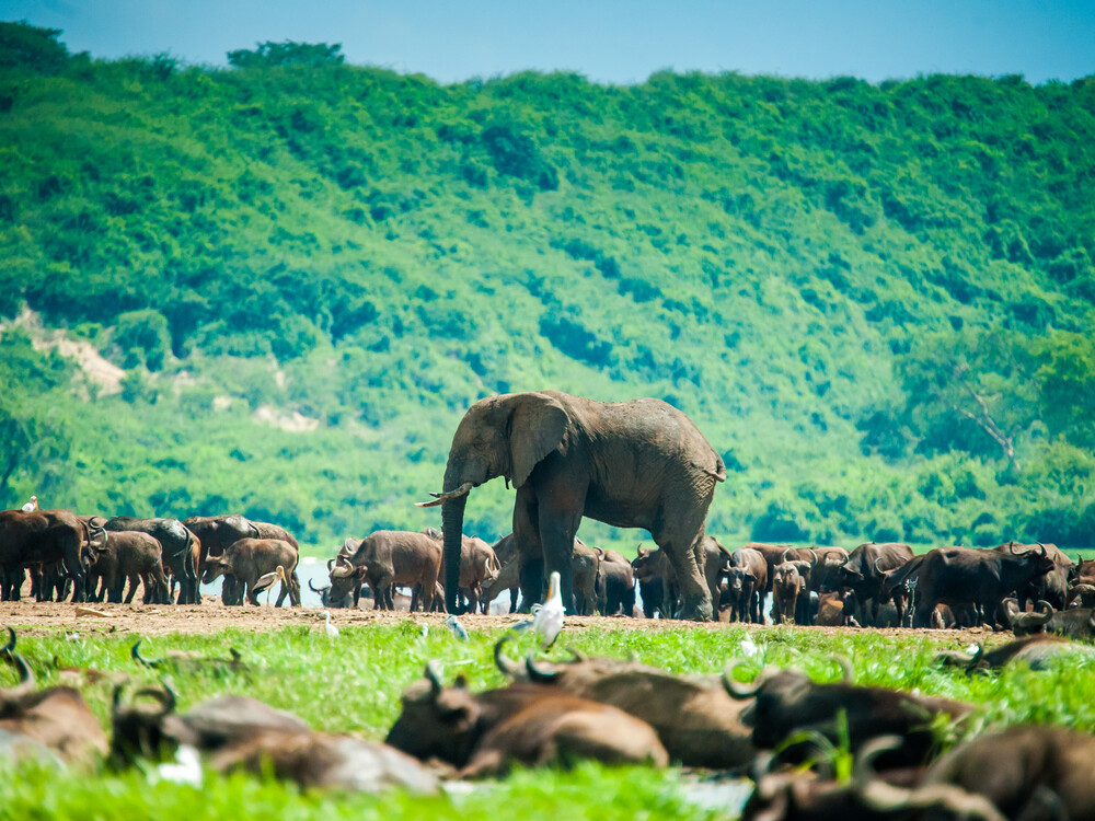Elephant and buffaloes in Masai Mara