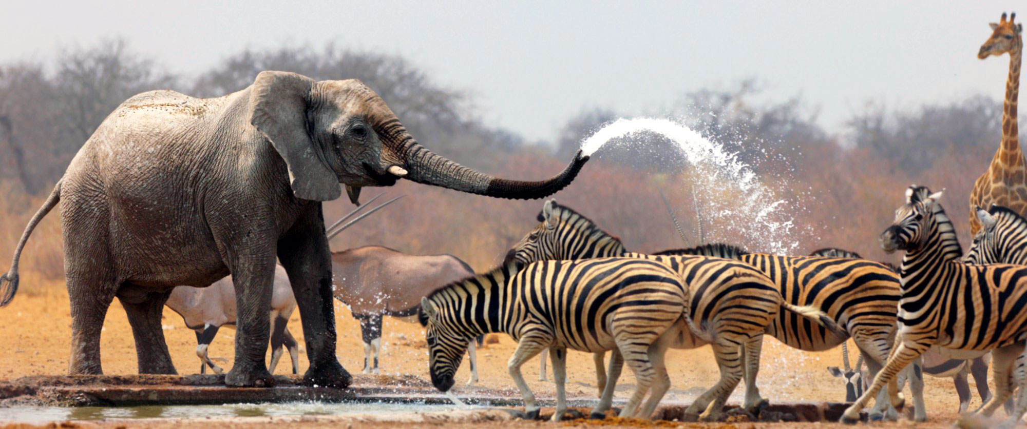 Elephants and zebras refreshing during an African safari