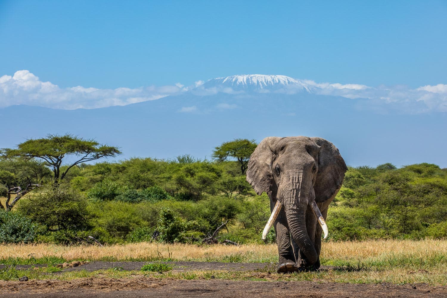 Elephant at Chyulu Hills National Park