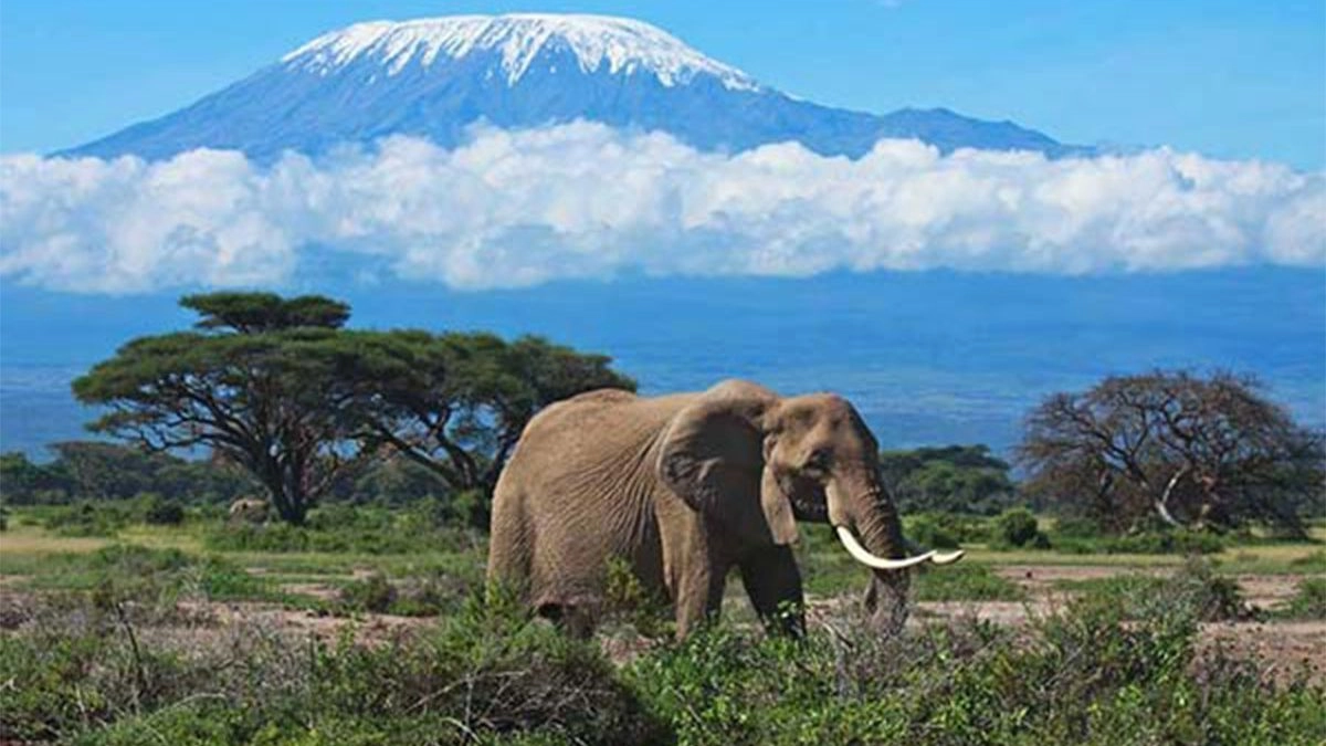 Elephant at Mount Kilimanjaro National Park