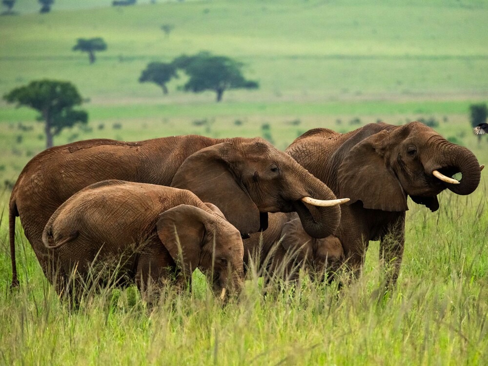 Elephant family in the park