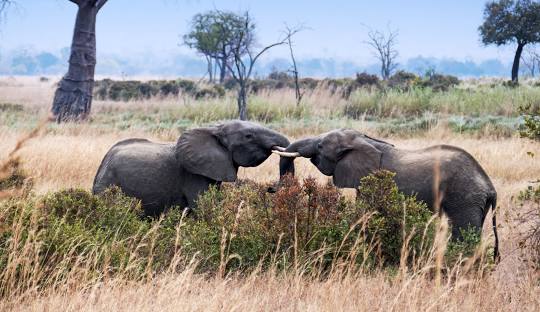 Elephants at Mikumi National Park