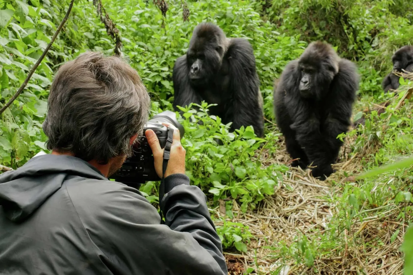 Mountain gorilla encounter during a honeymoon trekking safari in Rwanda