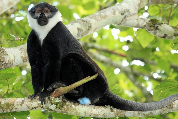 Fauna in Nyungwe Forest National Park