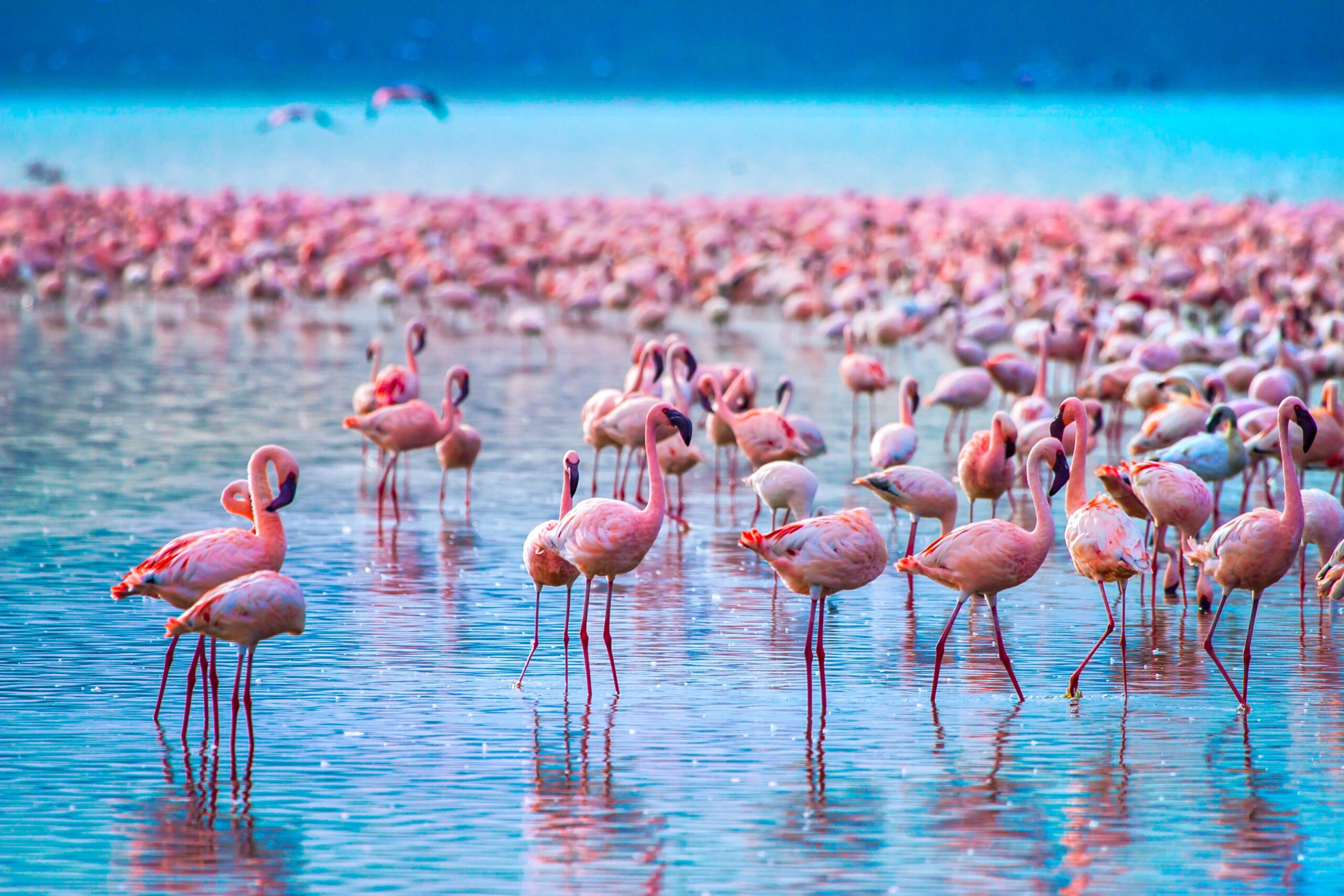Flamingos at Lake Nakuru National Park
