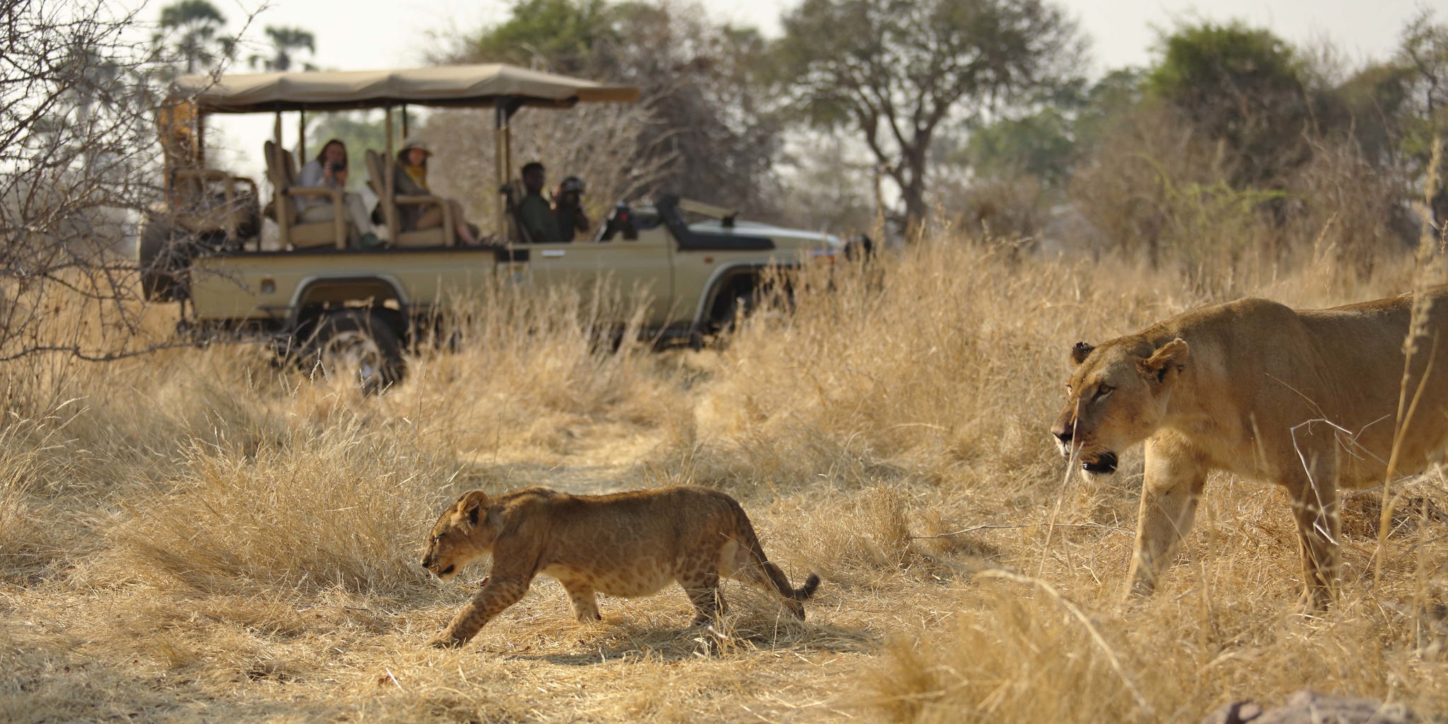 Game drive viewing lions