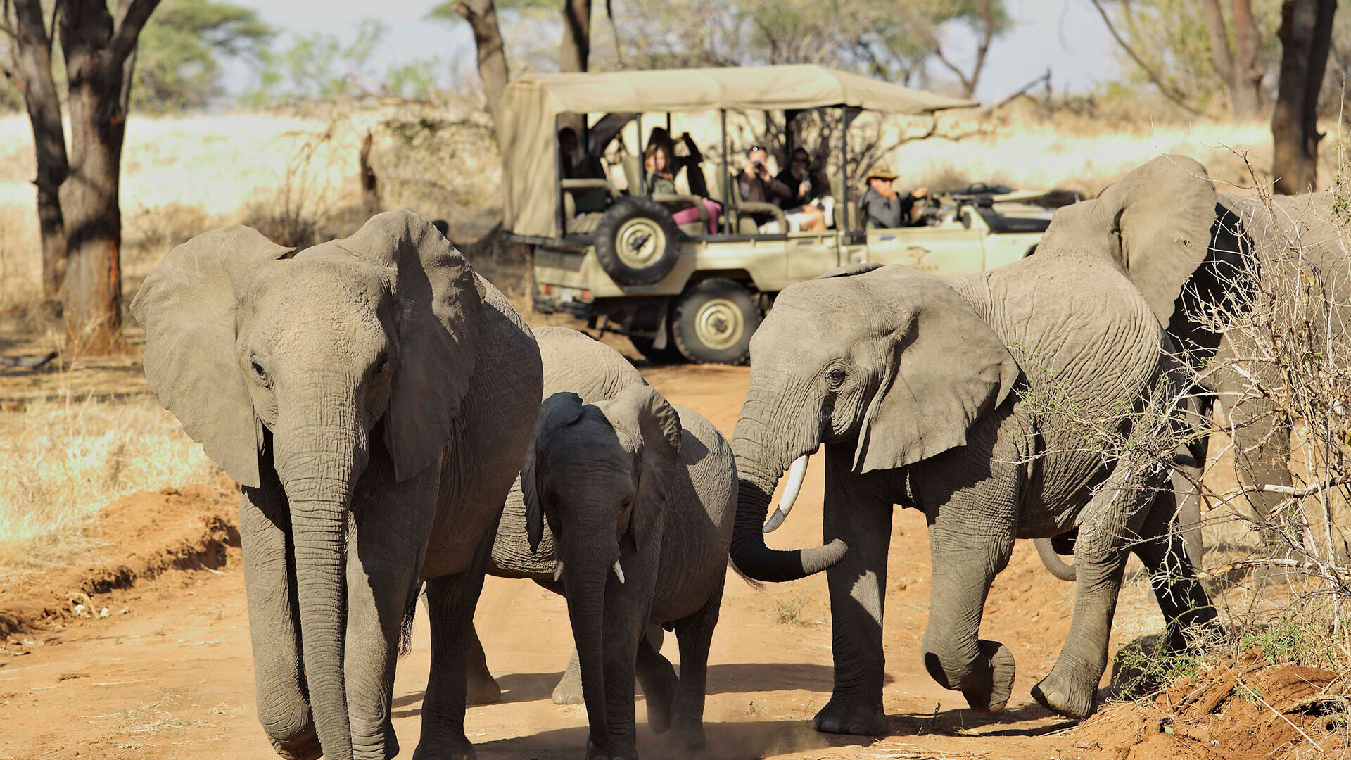 Game drive with elephants