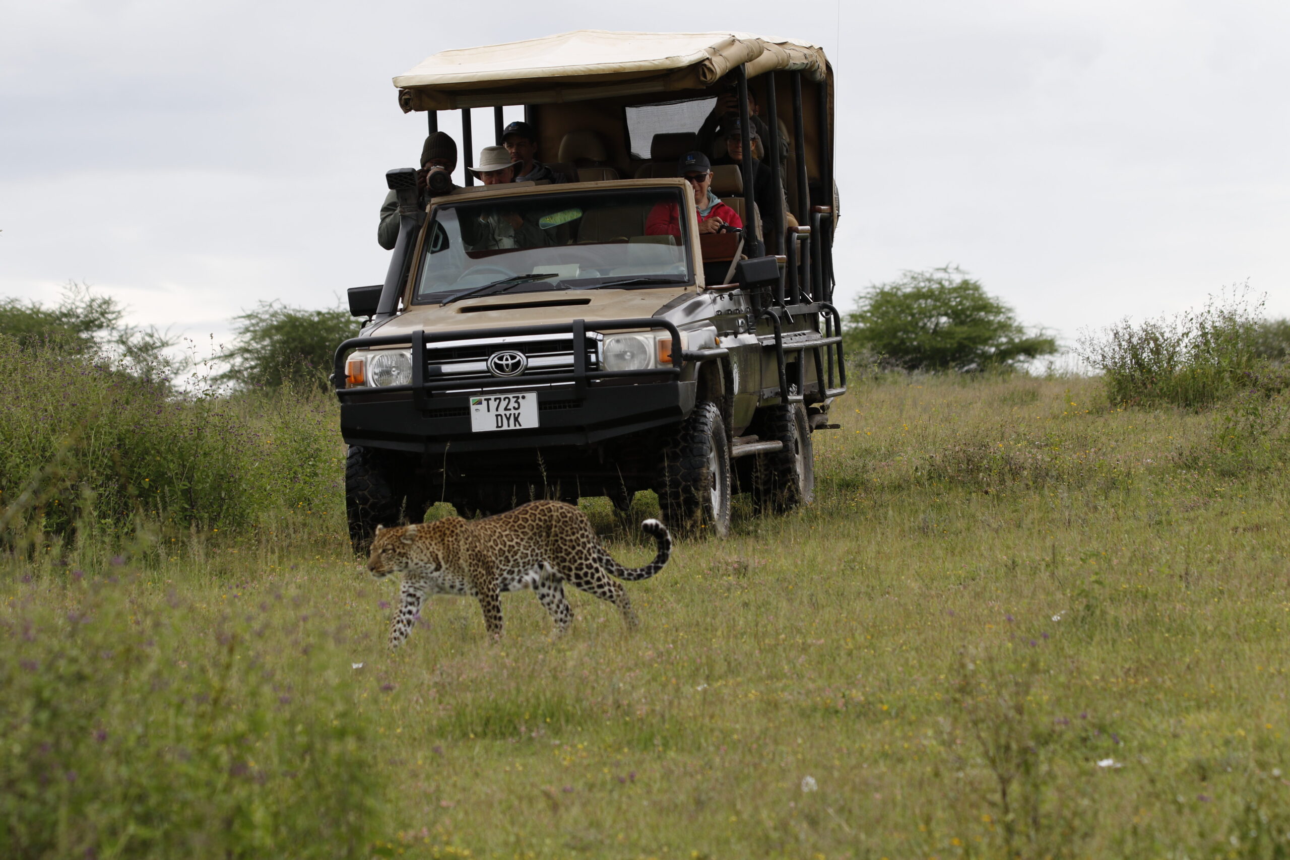 Game drive viewing a leopard