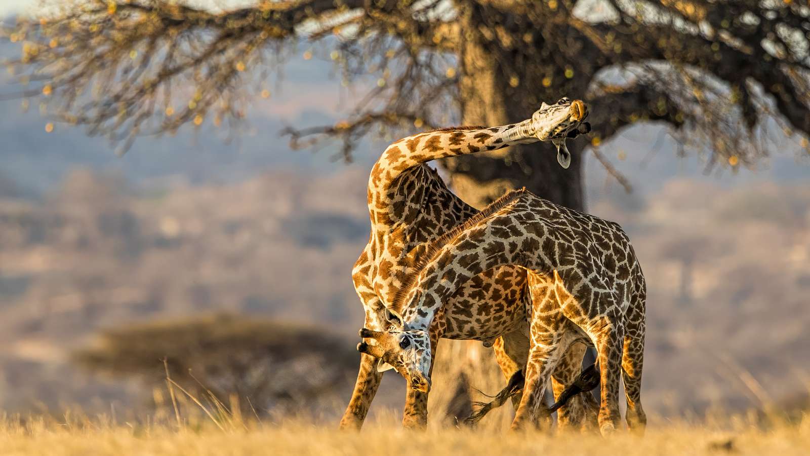 Giraffes at Ruaha National Park