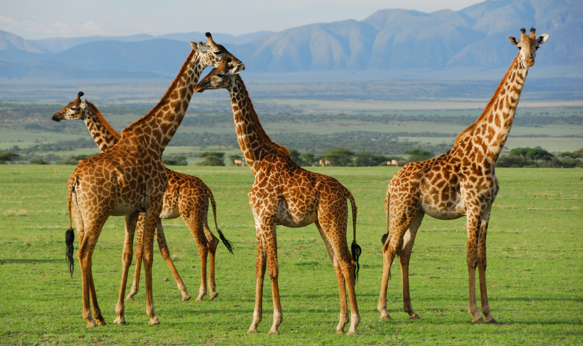 Giraffes in Serengeti National Park
