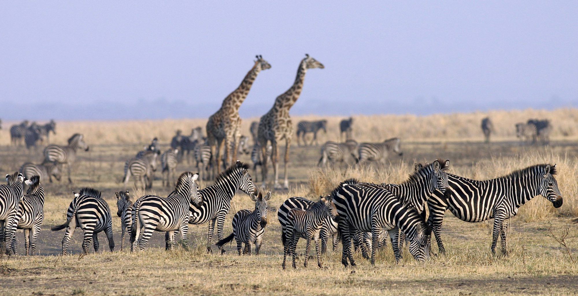 Giraffes and zebras in Katavi National Park