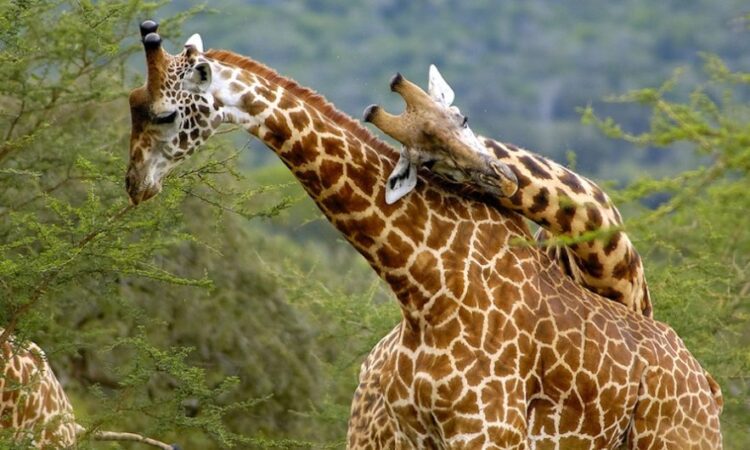 Giraffe love in the wild