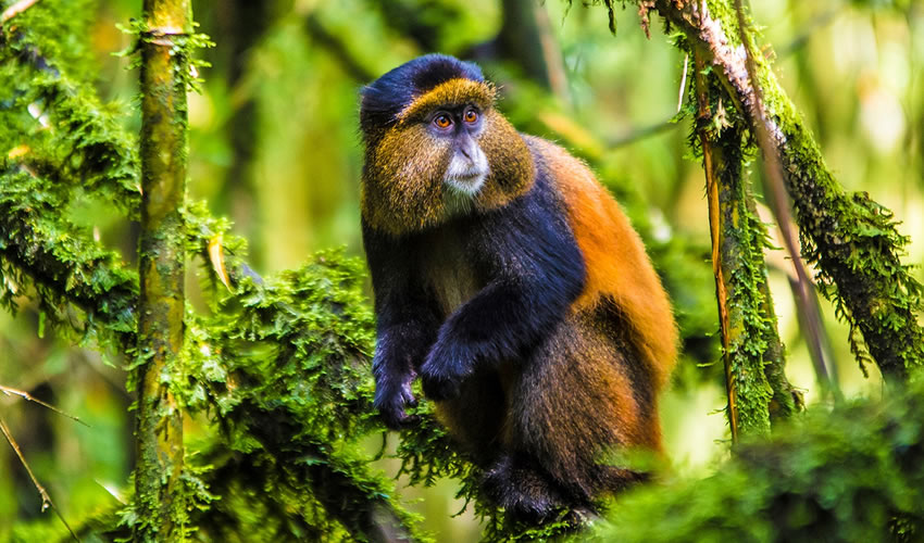 Golden monkey trekking experience in Rwanda