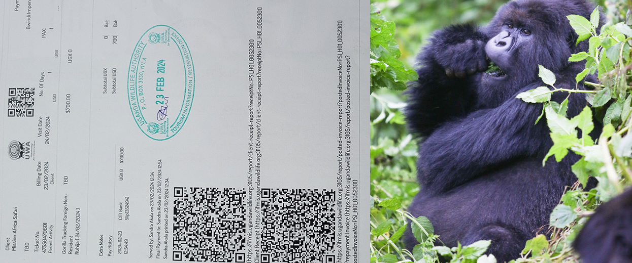 Uganda is one of the most popular destinations for Gorilla Permits because it offers exceptional mountain gorilla trekking experiences at excellent value compared to Rwanda. Uganda Wildlife Authority manages Gorilla Permits for trekking in Bwindi Impenetrable National Park and Mgahinga Gorilla National Park.

