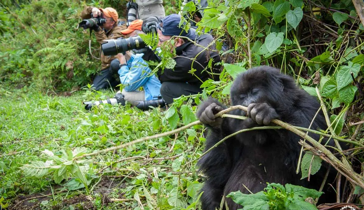 Romantic Rwanda gorilla trekking honeymoon experience