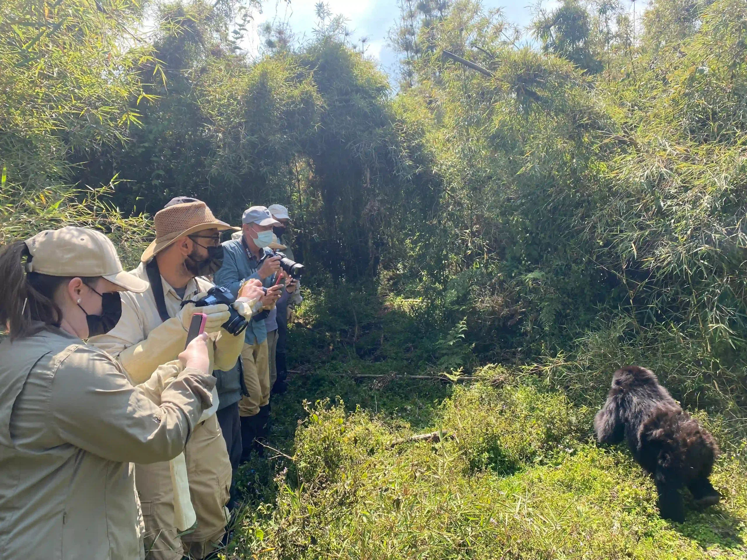 Gorilla trekking experience in Rwanda with Boots in the Jungle Safaris