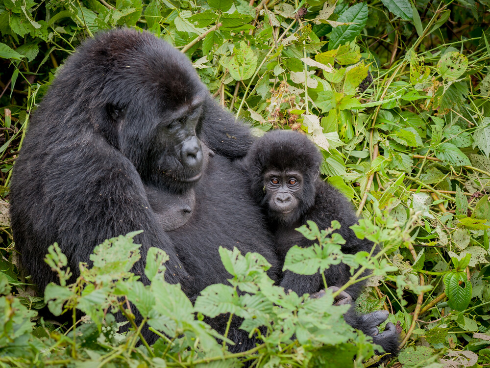 Gorilla and its baby