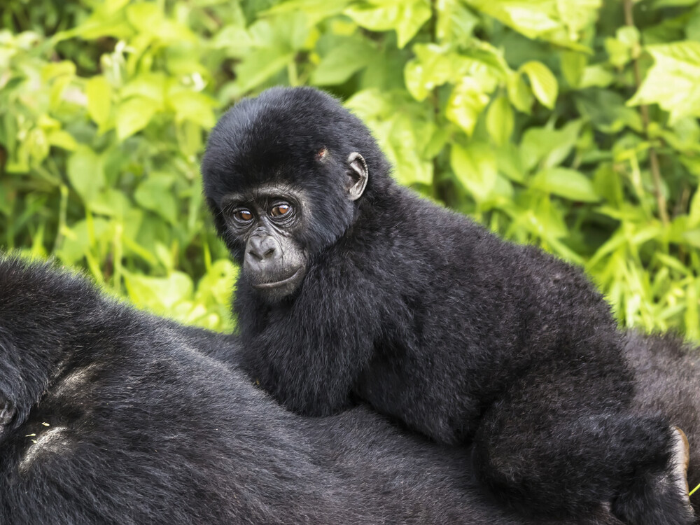 Gorilla baby on the mother's back