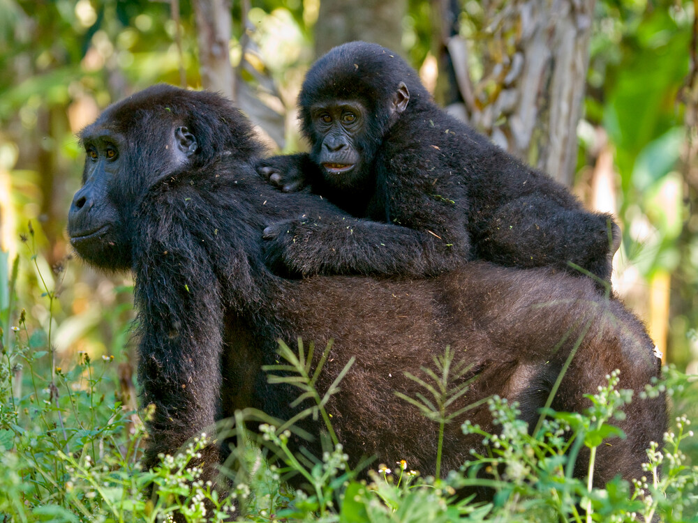 Baby gorilla enjoying mother's affection
