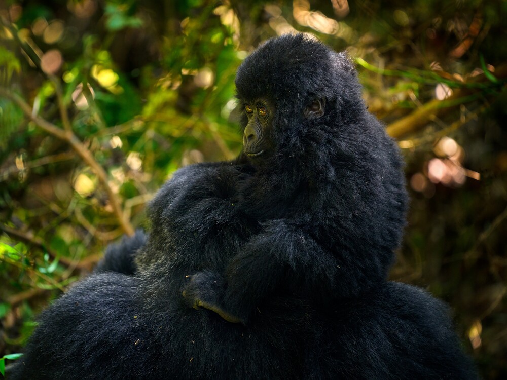 Baby gorilla riding on mother's back