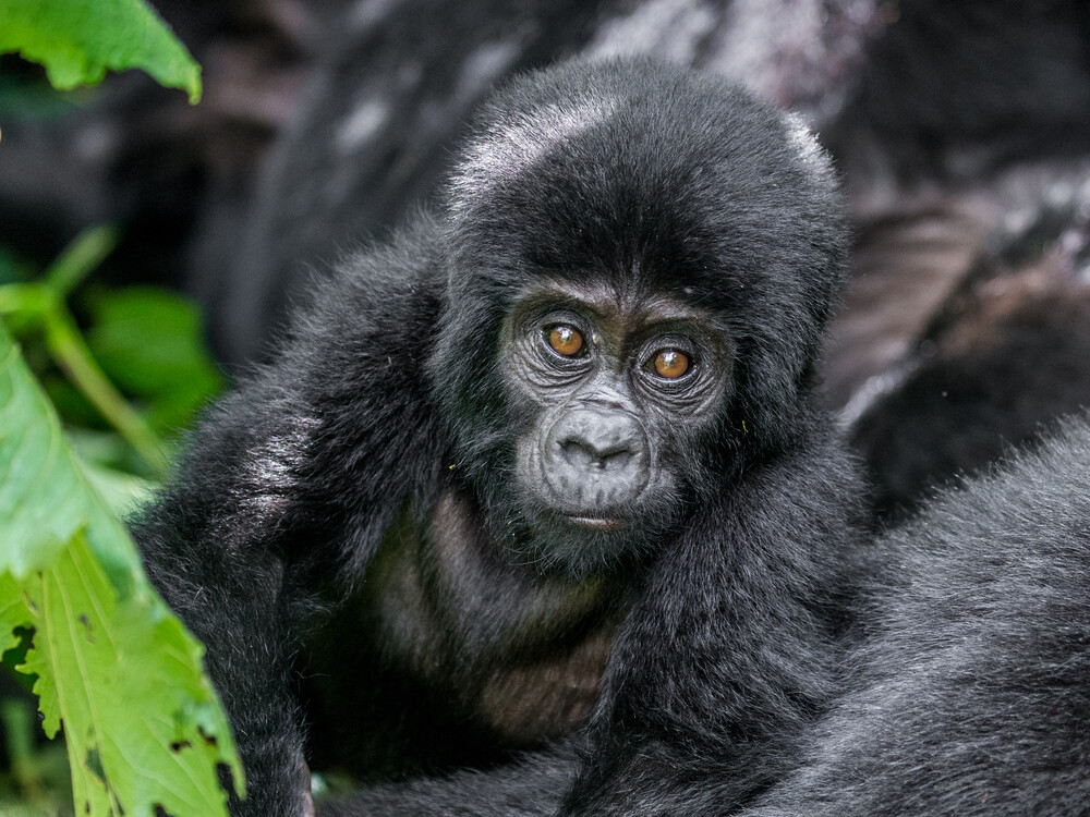 Baby gorilla relaxing on mother
