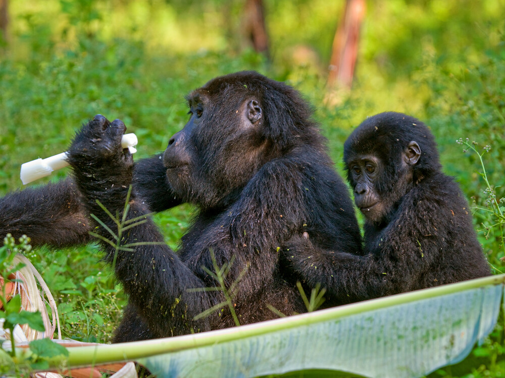 Baby gorilla with mother foraging for food