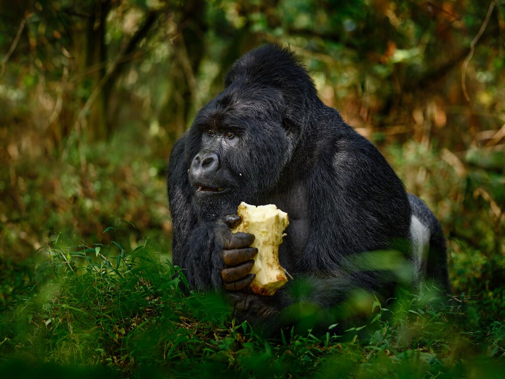 Gorilla eating in forest