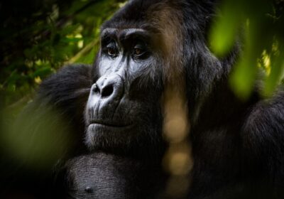 Is Uganda Safe for Travel Amidst Ebola Reports Linked to DRC? Updated Uganda Travel Safety Guide 2026