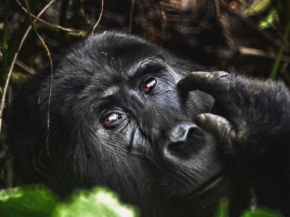 Close-up gorilla face view