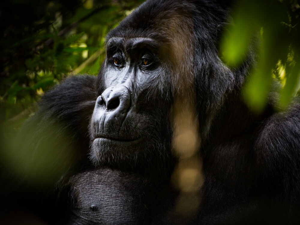 Gorilla face in Bwindi Impenetrable Forest