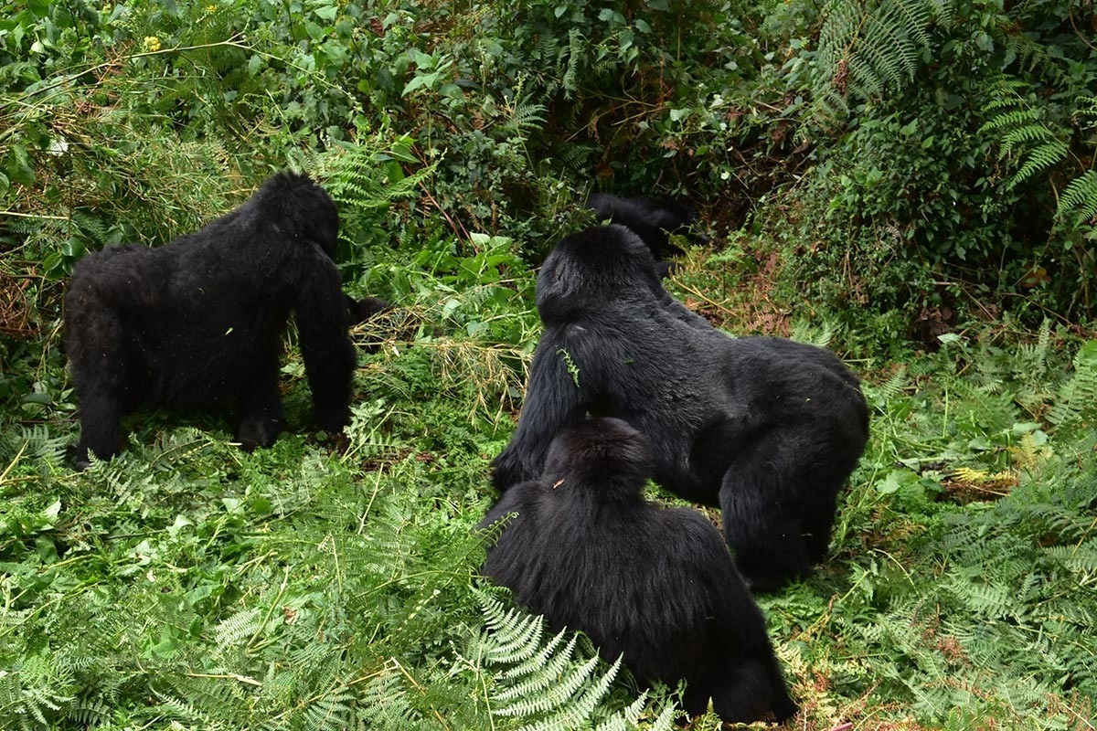 Gorilla family in forest