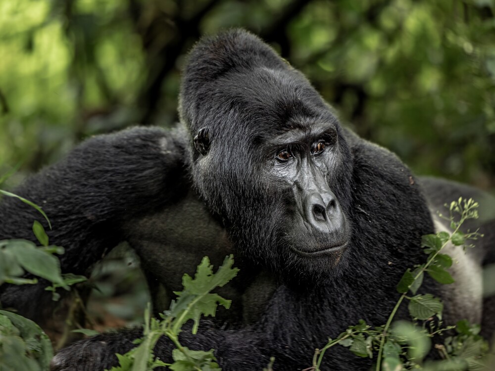 Gorilla in the forest Bwindi