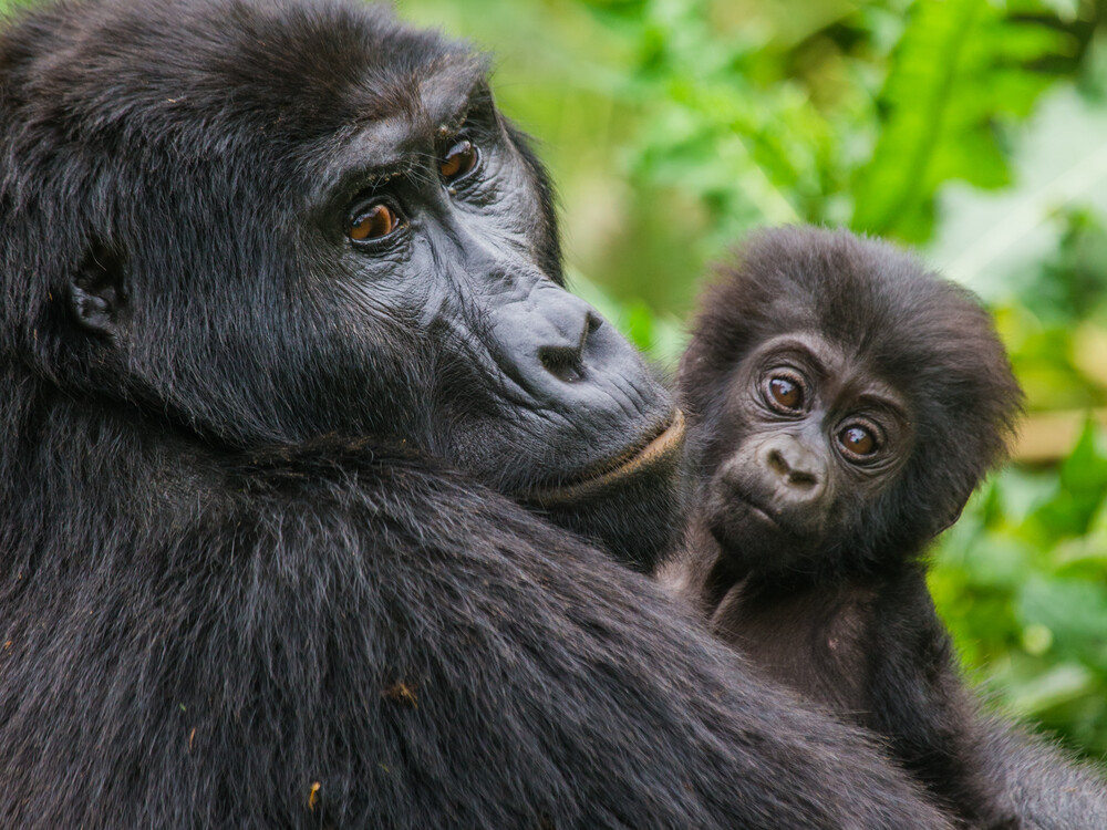 Gorilla mother and young baby in forest