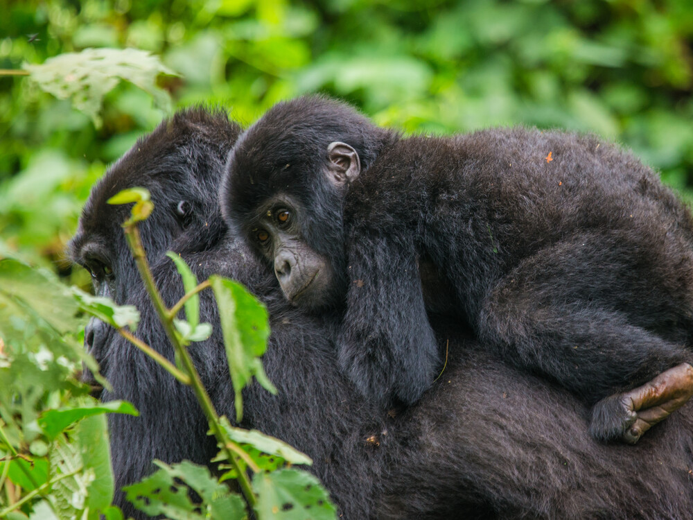 Gorilla mother bonding with baby