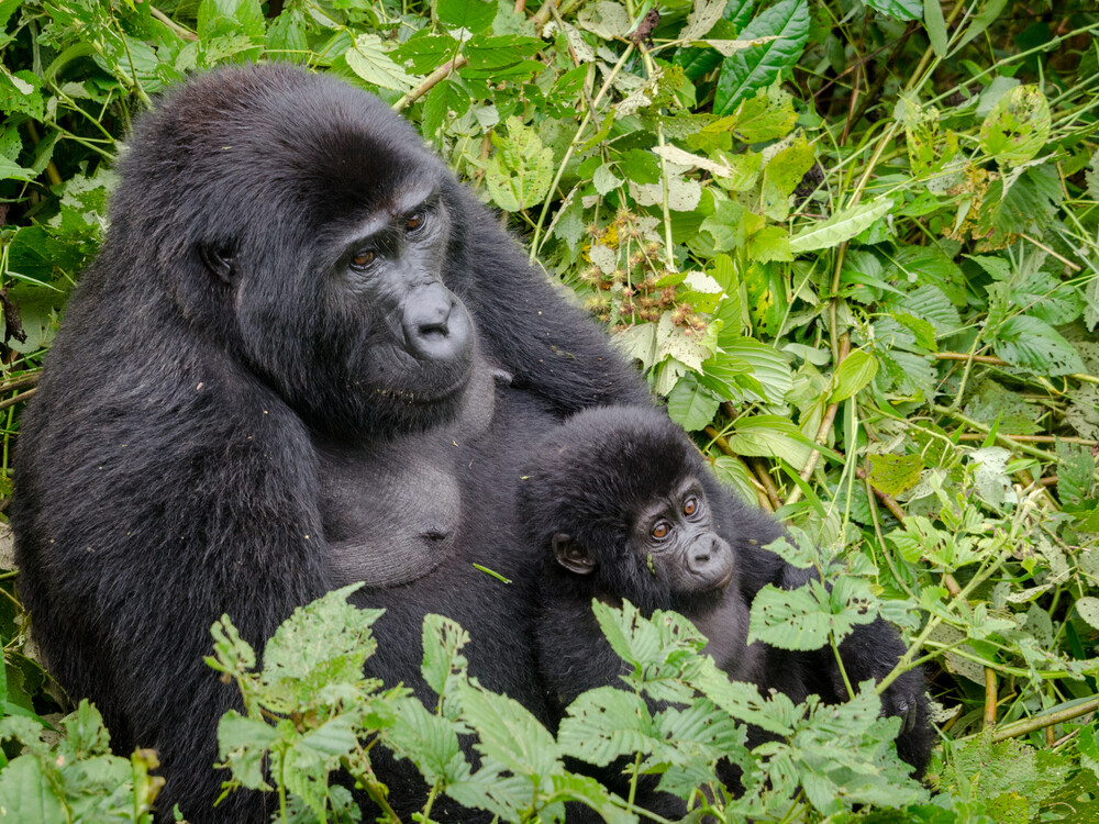 Gorilla mother with baby in Bwindi