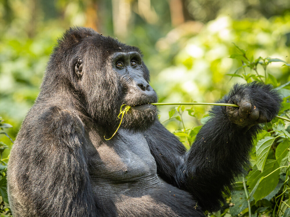 Gorilla sunbathing in the forest