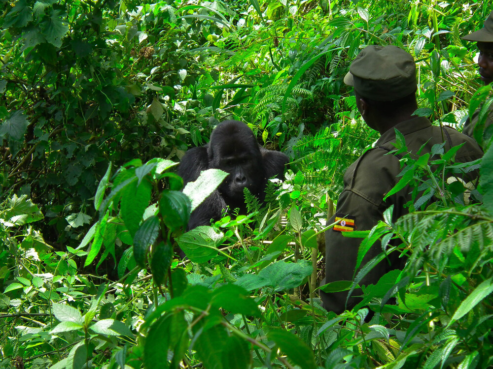 Gorilla trekking guide in forest