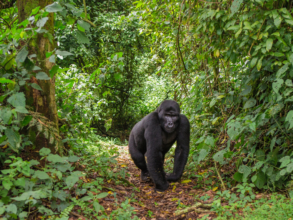 Gorilla walking in forest