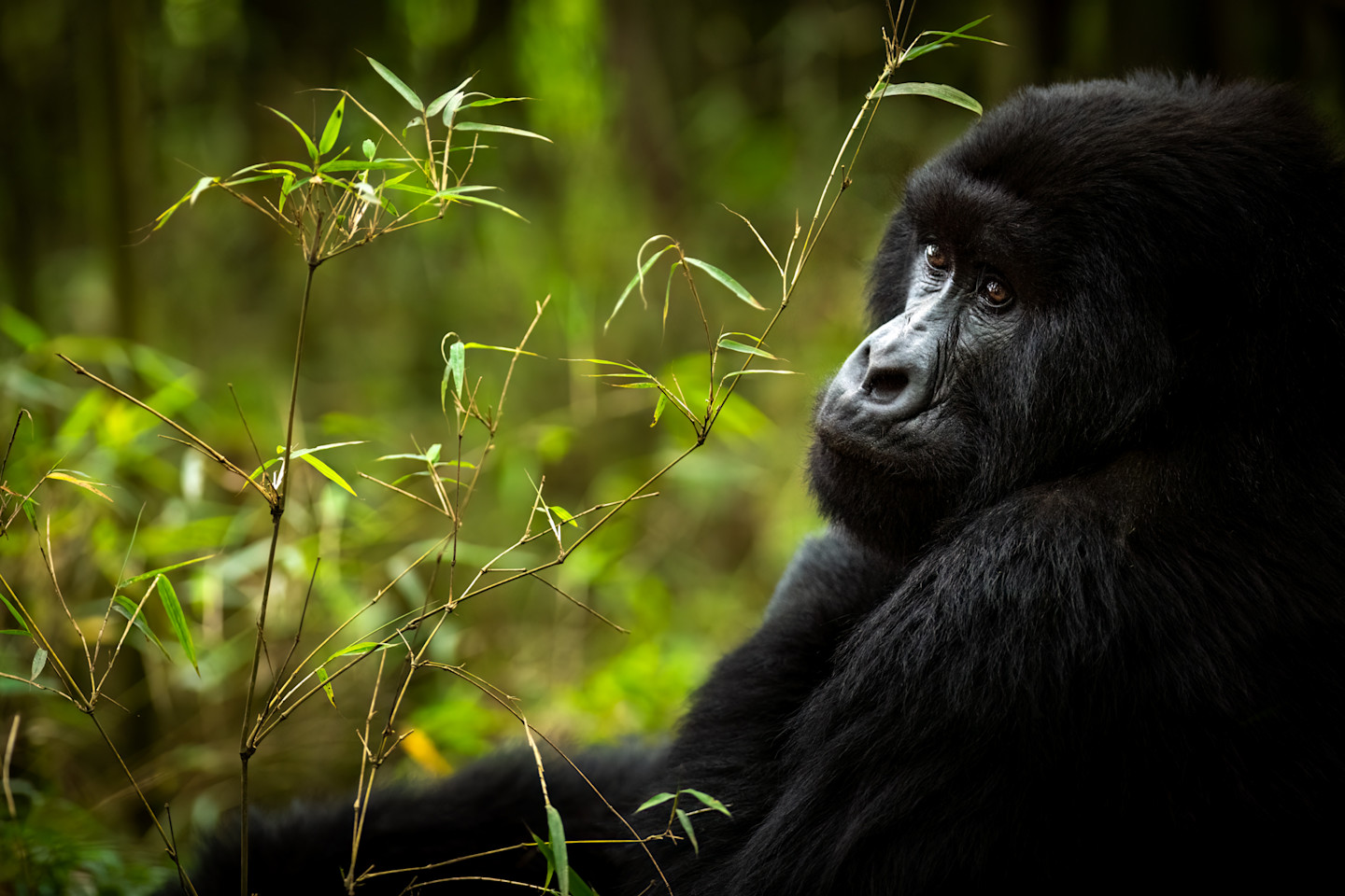 Sabyinyo Gorilla Family in Rwanda