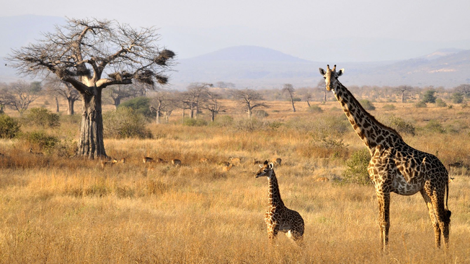 Giraffe at Ruaha National Park