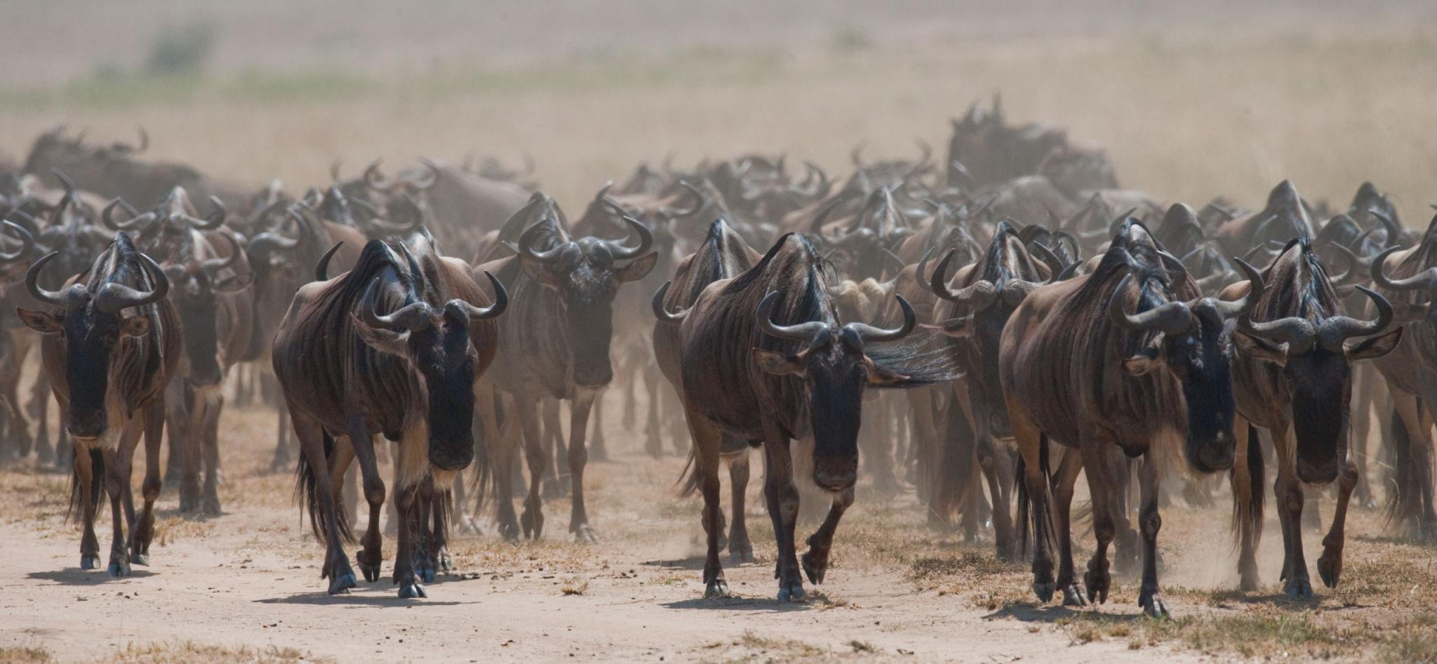 Great Migration scene