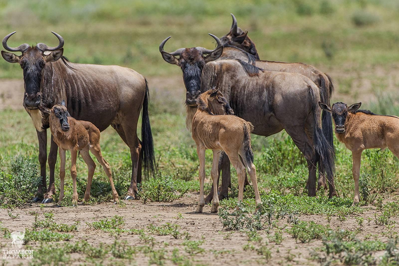 A single wildebeest requires large amounts of grass to survive, and a herd containing over one million animals consumes enormous quantities of vegetation.

