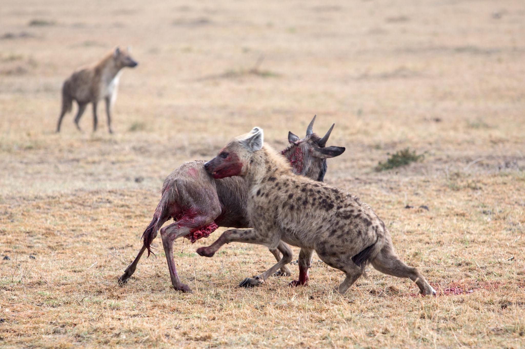 Predators hunting during the Great Migration