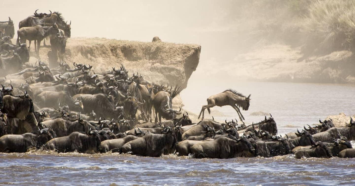 Intense scenes from the Great Migration